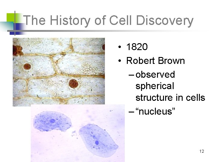 The History of Cell Discovery • 1820 • Robert Brown – observed spherical structure