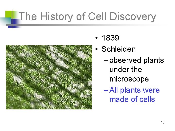 The History of Cell Discovery • 1839 • Schleiden – observed plants under the