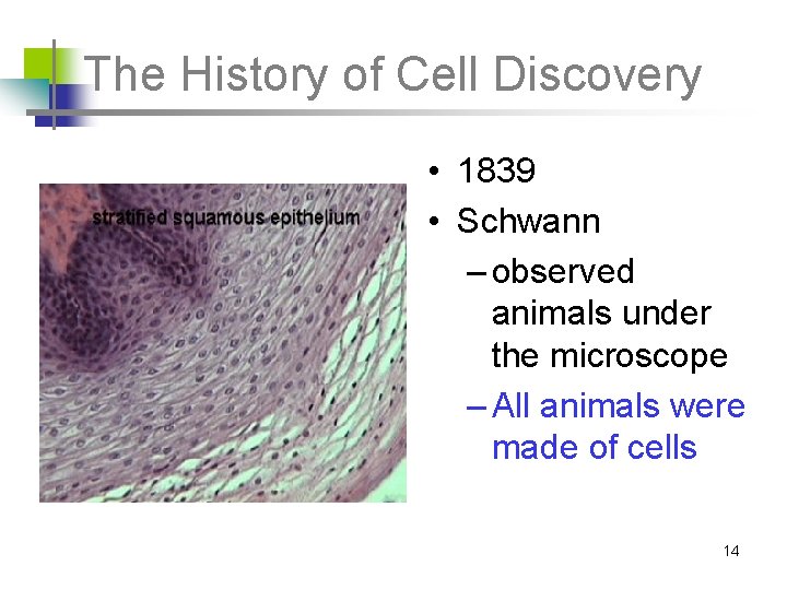 The History of Cell Discovery • 1839 • Schwann – observed animals under the
