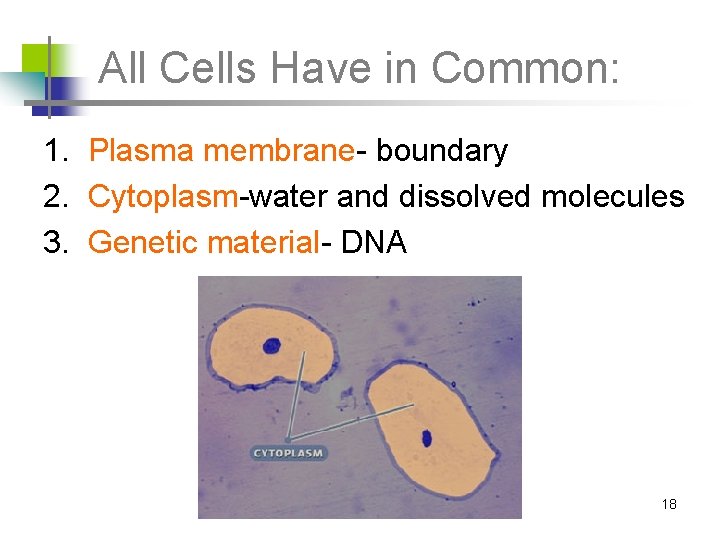All Cells Have in Common: 1. Plasma membrane- boundary 2. Cytoplasm-water and dissolved molecules