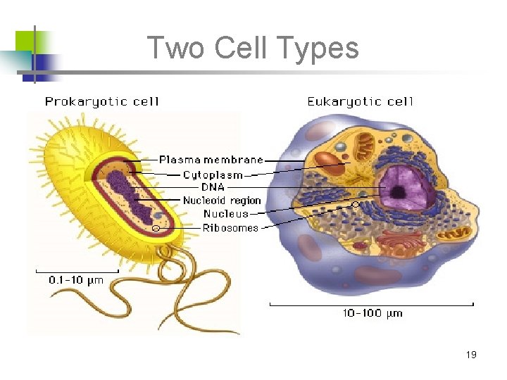 Two Cell Types 19 