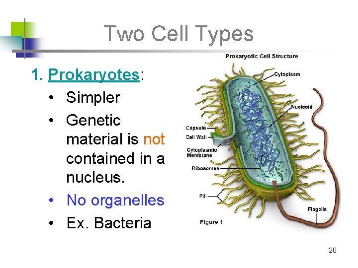 Two Cell Types 1. Prokaryotes: • Simpler • Genetic material is not contained in