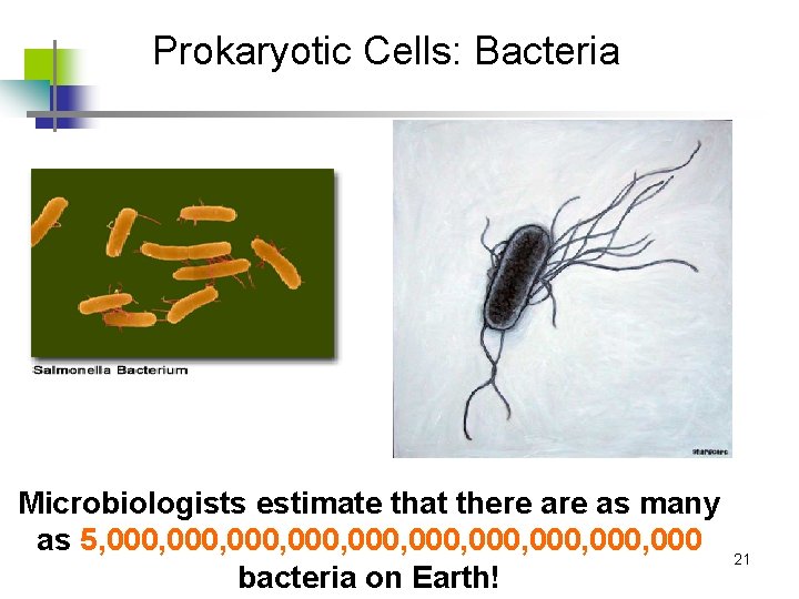 Prokaryotic Cells: Bacteria Microbiologists estimate that there as many as 5, 000, 000, 000