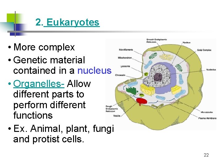 2. Eukaryotes • More complex • Genetic material contained in a nucleus • Organelles-