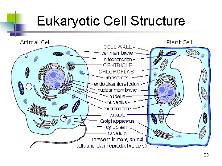 Eukaryotic Cell Structure 23 