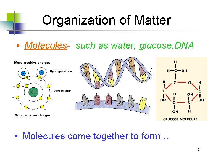 Organization of Matter • Molecules- such as water, glucose, DNA • Molecules come together