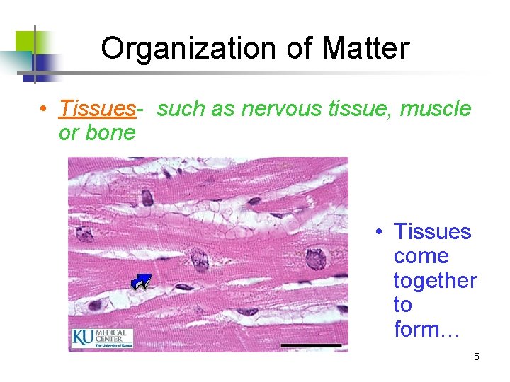 Organization of Matter • Tissues- such as nervous tissue, muscle or bone • Tissues