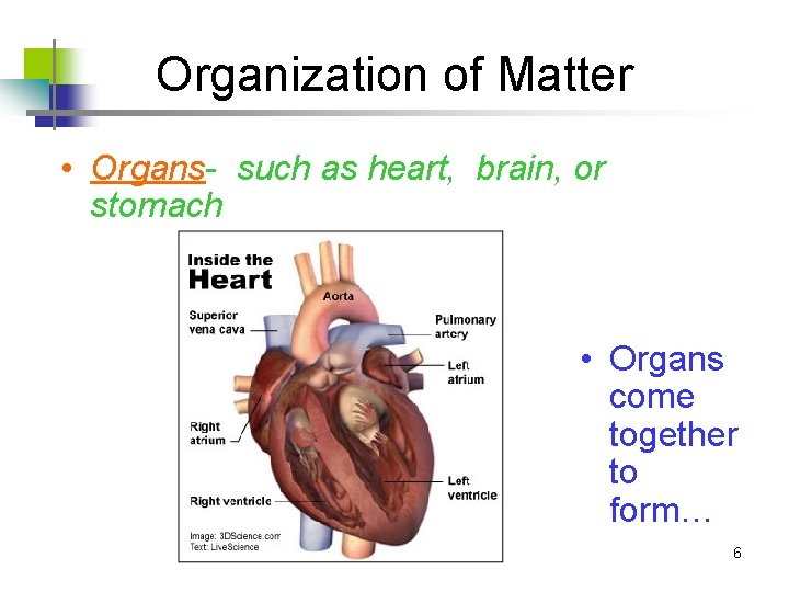 Organization of Matter • Organs- such as heart, brain, or stomach • Organs come