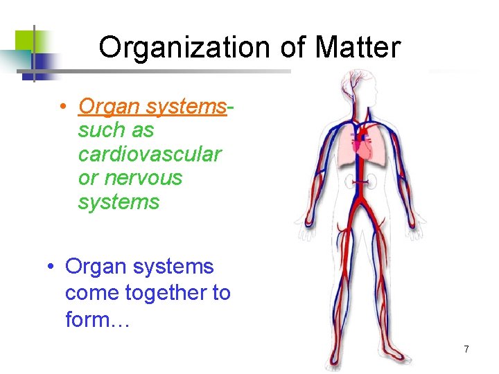 Organization of Matter • Organ systemssuch as cardiovascular or nervous systems • Organ systems