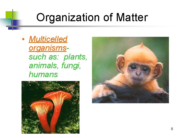 Organization of Matter • Multicelled organismssuch as: plants, animals, fungi, humans 8 