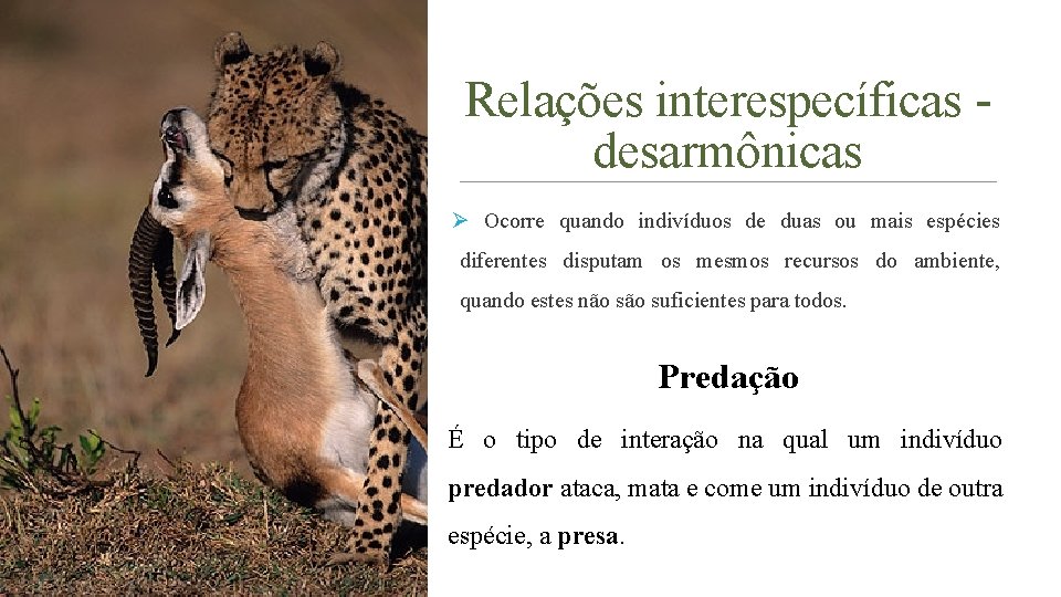 Relações interespecíficas desarmônicas Ø Ocorre quando indivíduos de duas ou mais espécies diferentes disputam