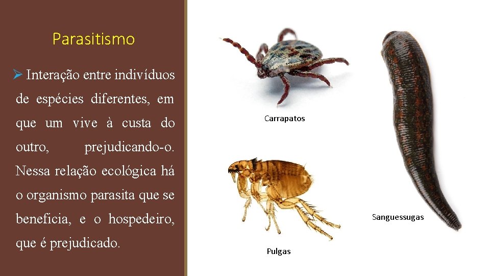 Parasitismo Ø Interação entre indivíduos de espécies diferentes, em que um vive à custa