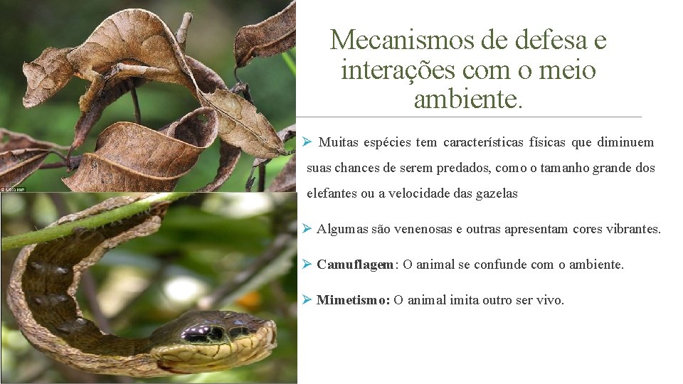 Mecanismos de defesa e interações com o meio ambiente. Ø Muitas espécies tem características