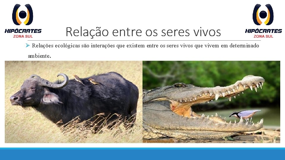 Relação entre os seres vivos Ø Relações ecológicas são interações que existem entre os