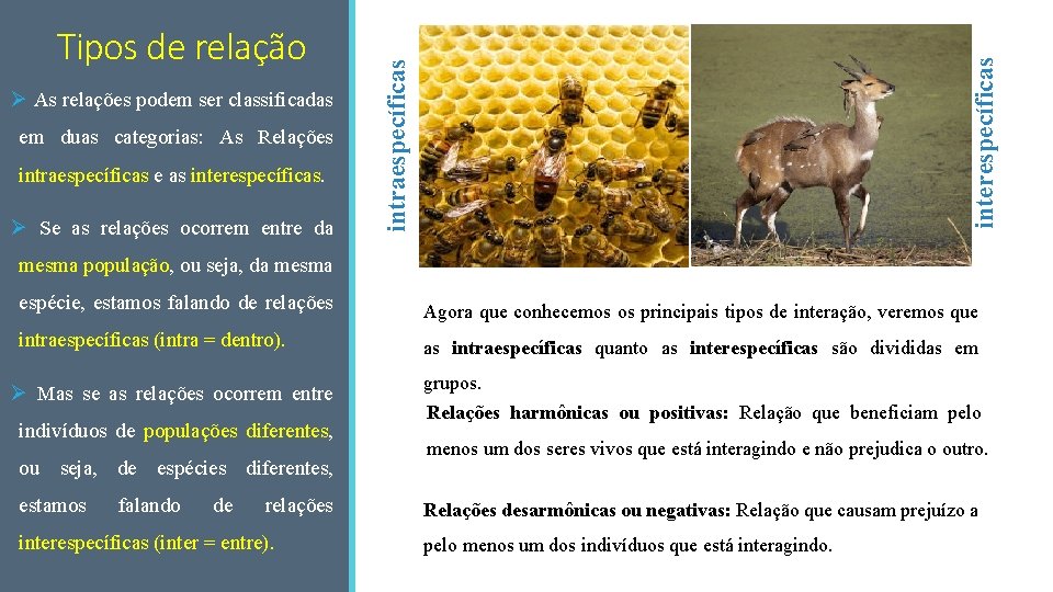 em duas categorias: As Relações intraespecíficas e as interespecíficas. Ø Se as relações ocorrem