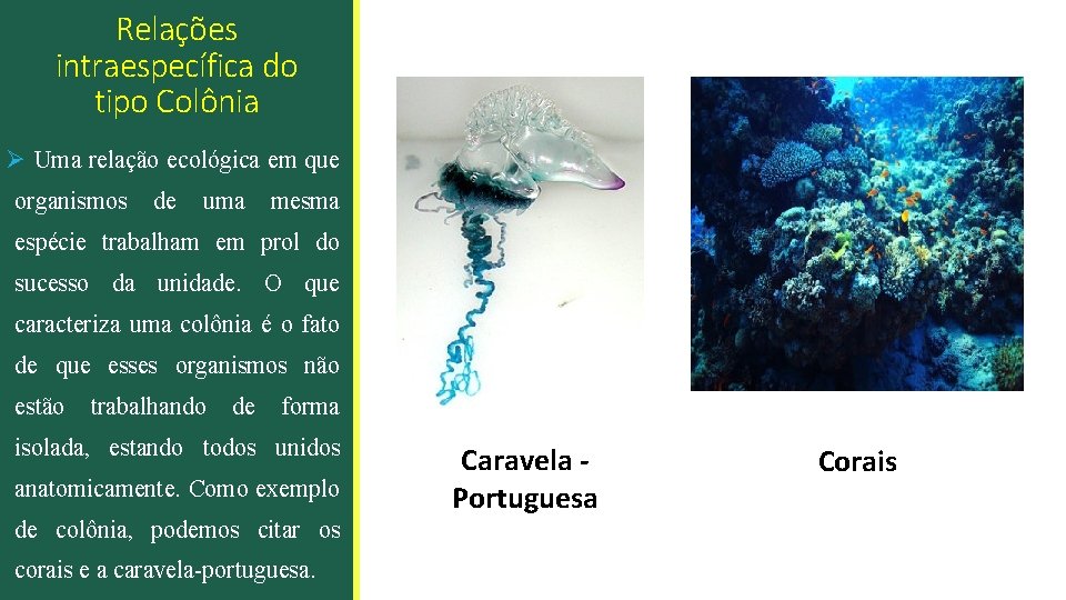 Relações intraespecífica do tipo Colônia Ø Uma relação ecológica em que organismos de uma