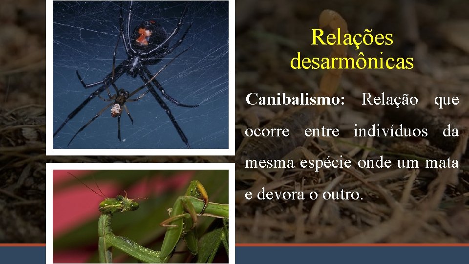 Relações desarmônicas Canibalismo: Relação que ocorre entre indivíduos da mesma espécie onde um mata