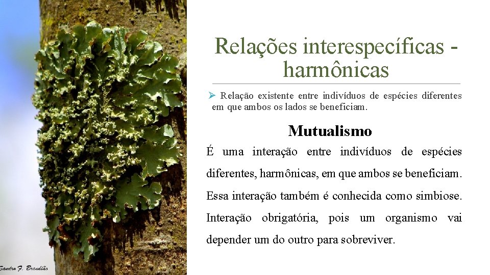Relações interespecíficas harmônicas Ø Relação existente entre indivíduos de espécies diferentes em que ambos