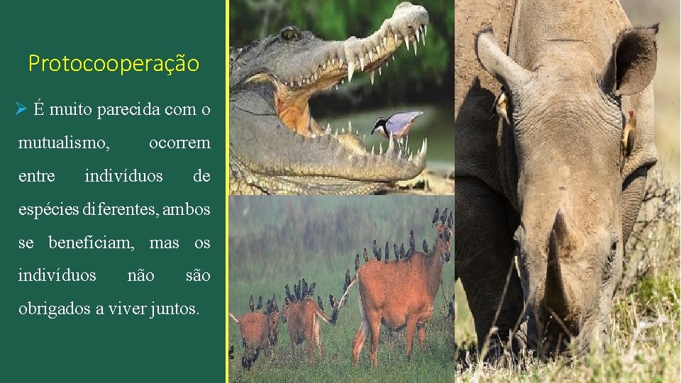 Protocooperação Ø É muito parecida com o mutualismo, entre ocorrem indivíduos de espécies diferentes,