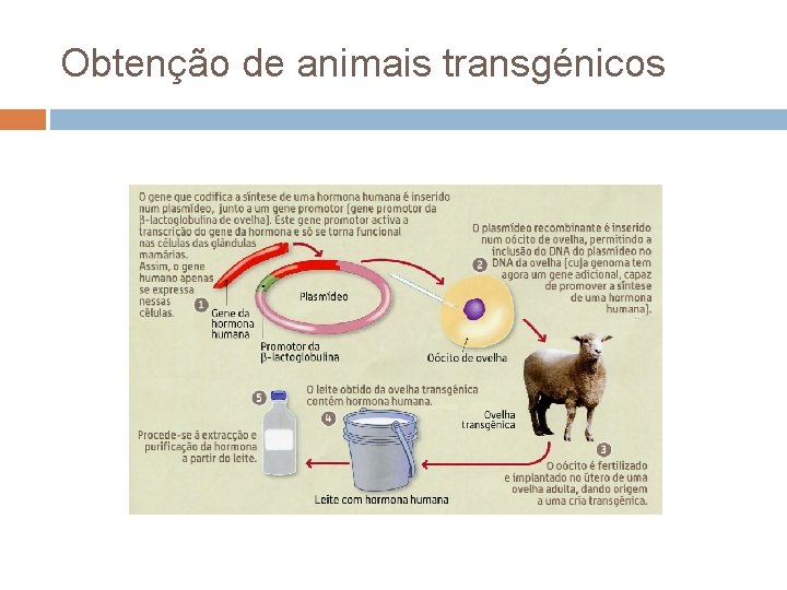 Obtenção de animais transgénicos 
