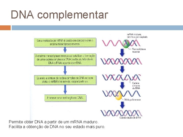 DNA complementar Permite obter DNA a partir de um m. RNA maduro. Facilita a