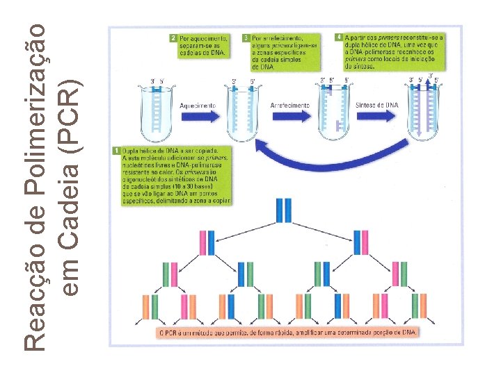 Reacção de Polimerização em Cadeia (PCR) 