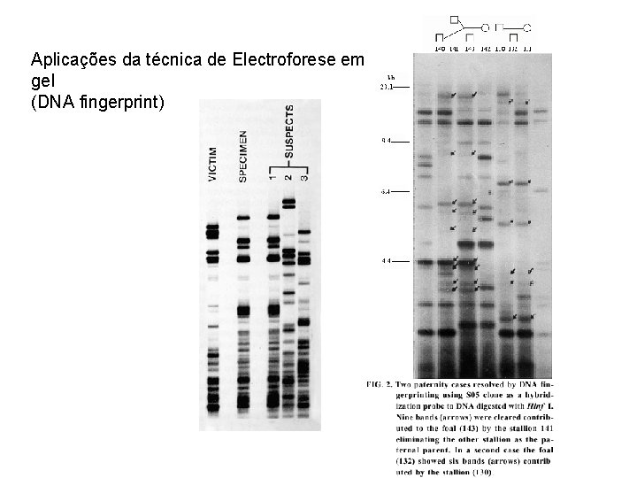 Aplicações da técnica de Electroforese em gel (DNA fingerprint) 