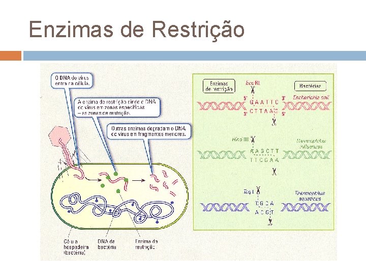 Enzimas de Restrição 