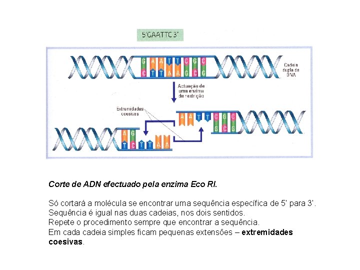 Corte de ADN efectuado pela enzima Eco RI. Só cortará a molécula se encontrar