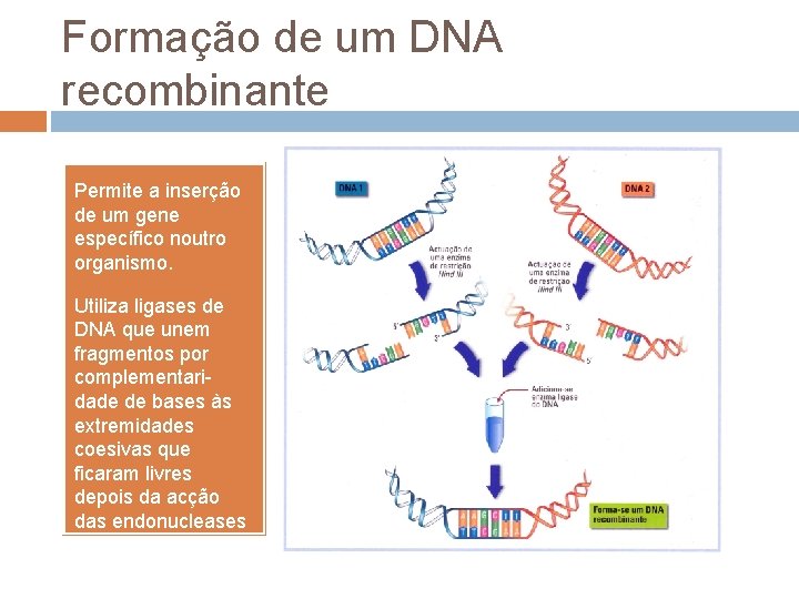 Formação de um DNA recombinante Permite a inserção de um gene específico noutro organismo.