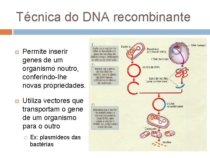 Técnica do DNA recombinante Permite inserir genes de um organismo noutro, conferindo-lhe novas propriedades.