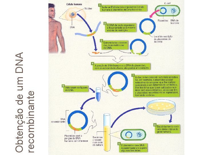 Obtenção de DNA recombinante Obtenção de um DNA recombinante 