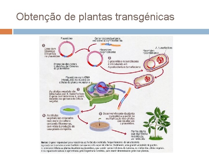Obtenção de plantas transgénicas 