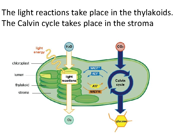 The light reactions take place in the thylakoids. The Calvin cycle takes place in