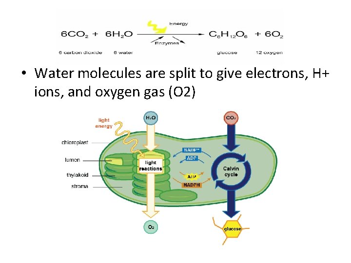  • Water molecules are split to give electrons, H+ ions, and oxygen gas