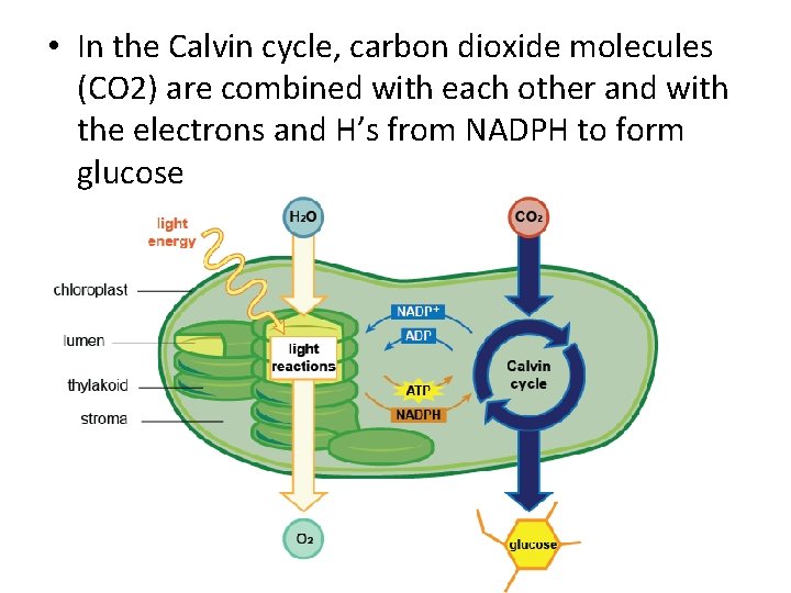  • In the Calvin cycle, carbon dioxide molecules (CO 2) are combined with