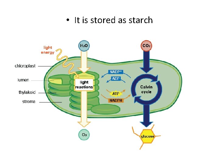  • It is stored as starch 