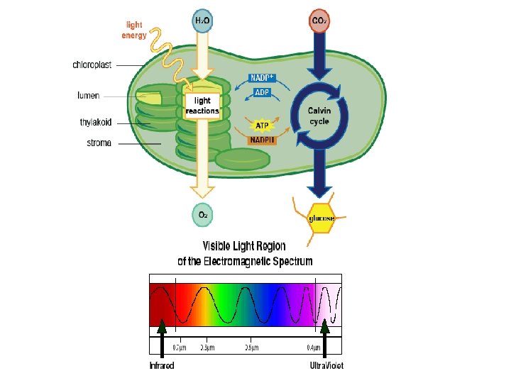 Photosynthesis Photosynthesis Cellular Respiration Energy comes from the