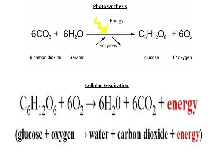 Photosynthesis Cellular Respiration 