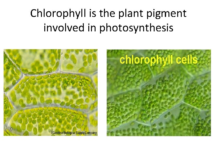 Chlorophyll is the plant pigment involved in photosynthesis 