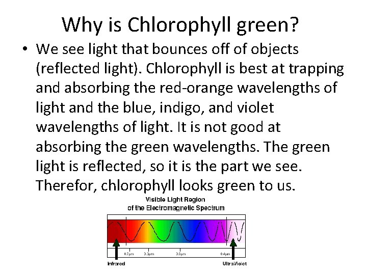 Why is Chlorophyll green? • We see light that bounces off of objects (reflected