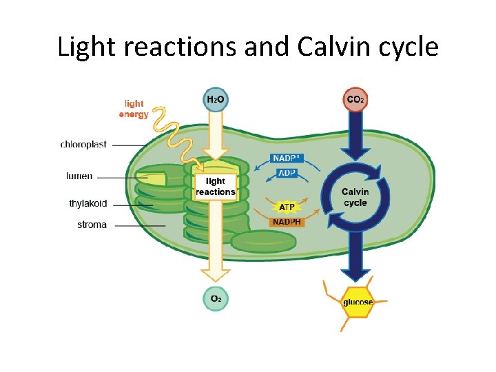 Light reactions and Calvin cycle 