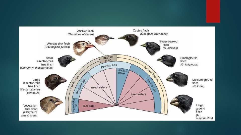 Adaptations and Evolution 22 3 Variations Slight differences