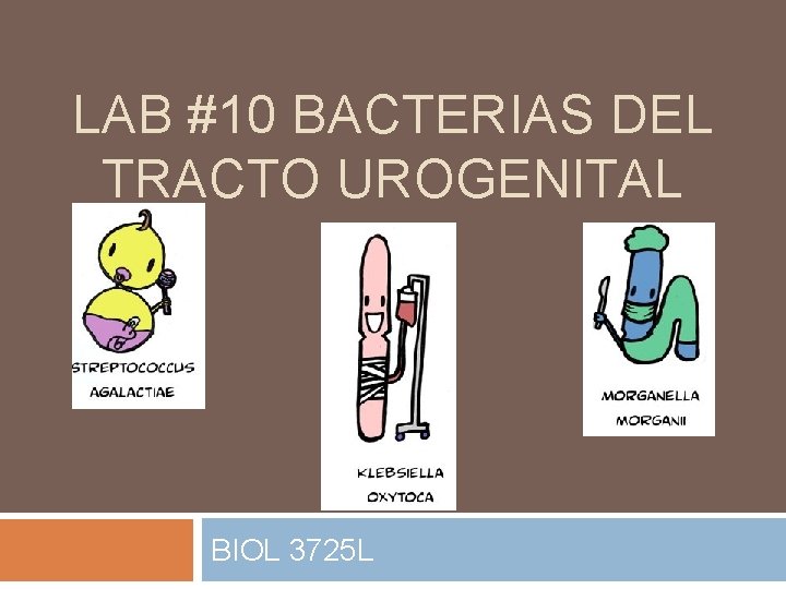 LAB #10 BACTERIAS DEL TRACTO UROGENITAL BIOL 3725 L 