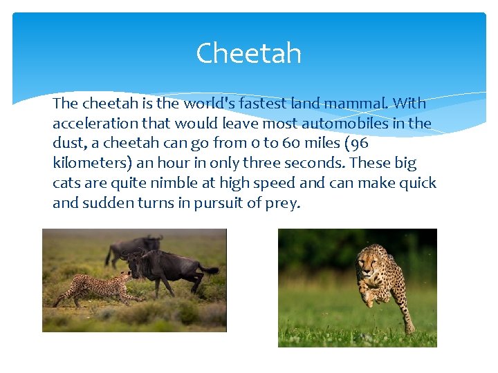 Cheetah The cheetah is the world's fastest land mammal. With acceleration that would leave