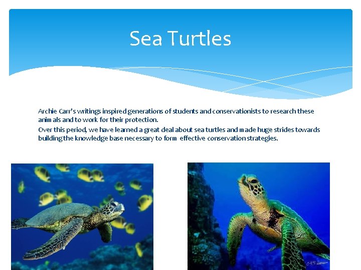 Sea Turtles Archie Carr's writings inspired generations of students and conservationists to research these