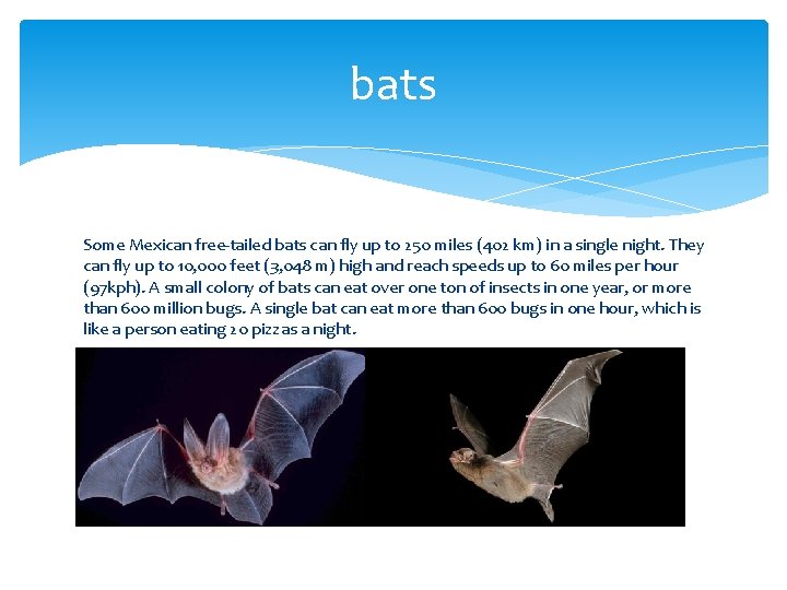 bats Some Mexican free-tailed bats can fly up to 250 miles (402 km) in