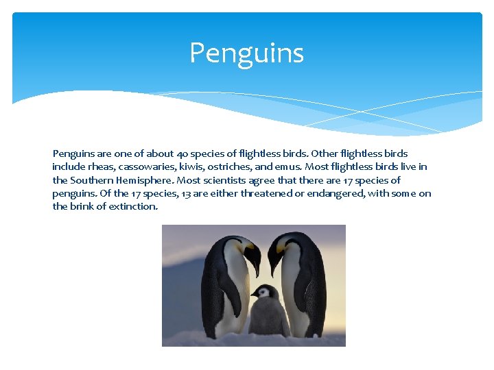 Penguins are one of about 40 species of flightless birds. Other flightless birds include