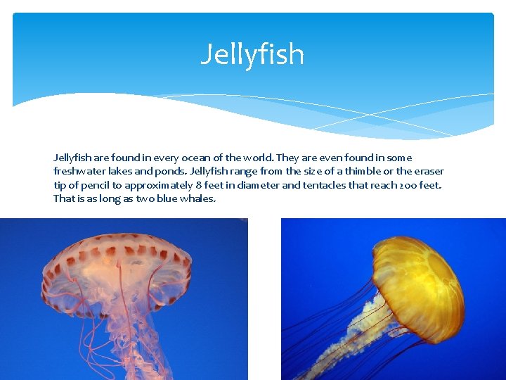 Jellyfish are found in every ocean of the world. They are even found in