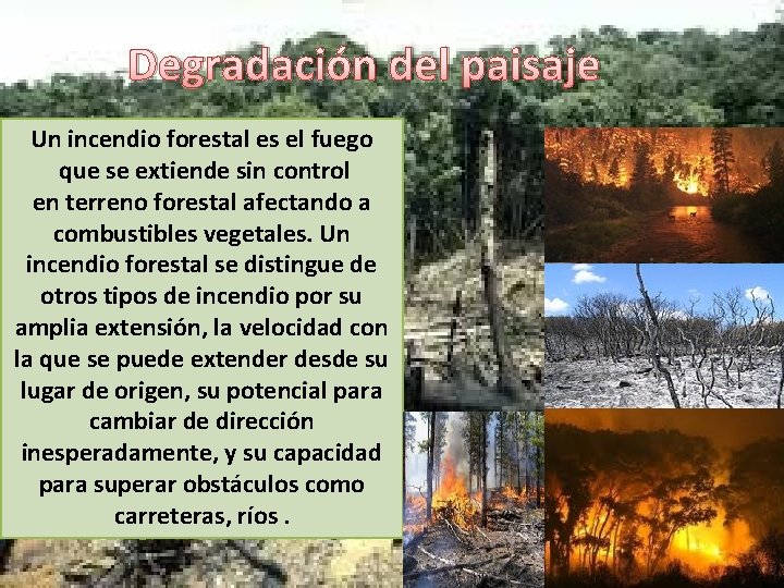 Degradación del paisaje Un incendio forestal es el fuego que se extiende sin control